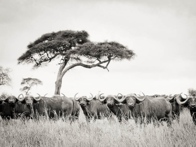 Buffalo Plains Buffalo Plains